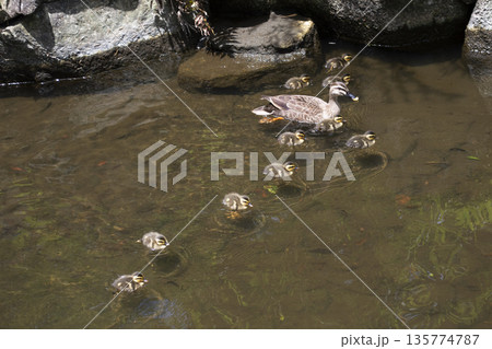 親水公園で泳ぐ11羽のカルガモの親子 135774787