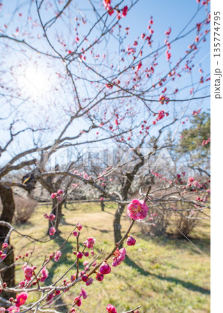 ピンク色の梅の花が咲いている良く晴れた日の風景 135774795