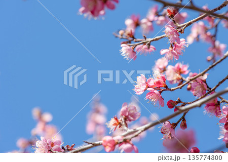 青空に映えるピンク色の梅の花 135774800