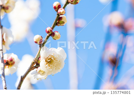 青空に映える白梅の花とつぼみ 135774801