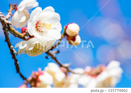 真っ青な青空と清楚な白梅 真っ青な青空と清楚な白梅 135774802