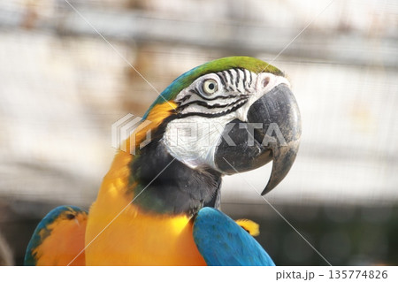 ルリコンゴウインコ ルリコンゴウインコ 135774826