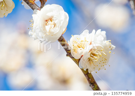 満開の白い梅の花 135774959