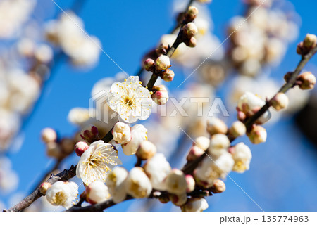 真っ青な空を背景にした白梅 真っ青な空を背景にした白梅 135774963