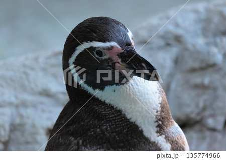 フンボルトペンギン 135774966