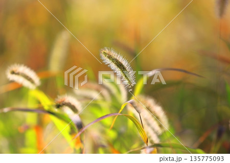 黄金色に光る秋の草紅葉（エノコログサ） 135775093