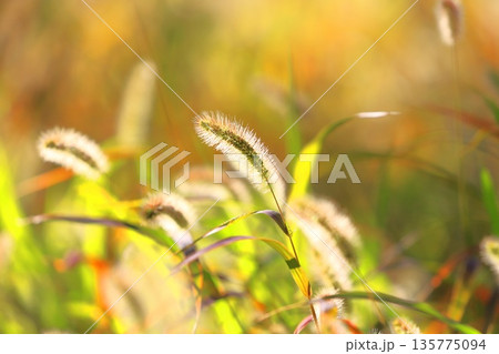黄金色に光る秋の草紅葉（エノコログサ） 135775094