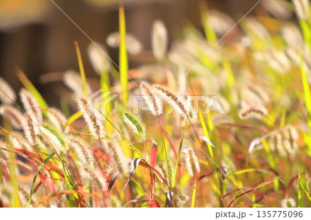 黄金色に光る秋の草紅葉（エノコログサ） 135775096