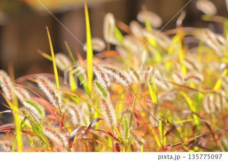 黄金色に光る秋の草紅葉（エノコログサ） 135775097