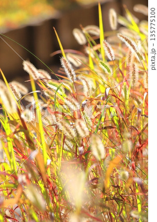 黄金色に光る秋の草紅葉（エノコログサ） 135775100