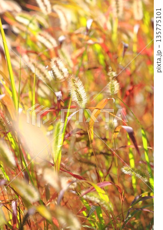 黄金色に光る秋の草紅葉（エノコログサ） 135775101