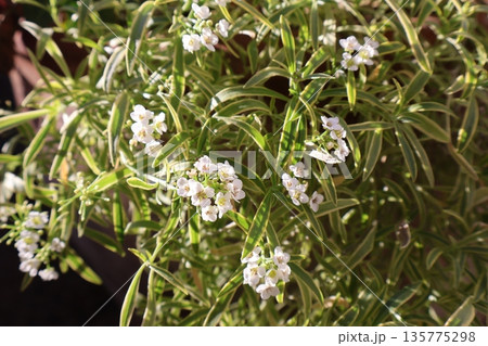 白い小花の斑入りアリッサム 135775298