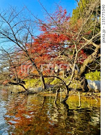 水辺に枝を伸ばす紅葉の木と青空が映える美しい秋の池の風景 135775340