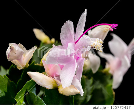 White Christmas Cactus Flowers With Pink Centers On Black Background White Christmas Cactus Flowers With Pink Centers On Black Background 135775417