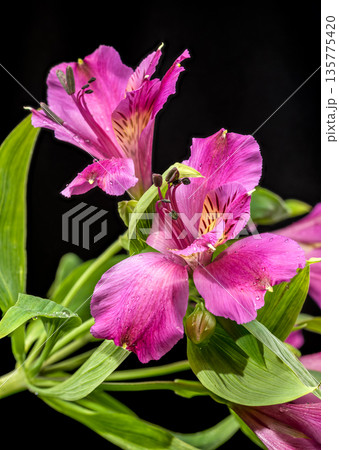 Beautiful Pink Alstroemeria Peruvian Lily Flowers On Black Background 135775420