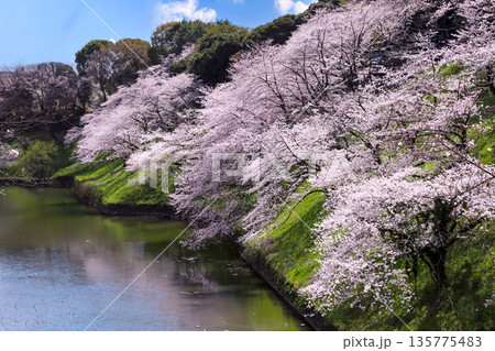 千鳥ヶ淵の満開の桜 千鳥ヶ淵の満開の桜 135775483