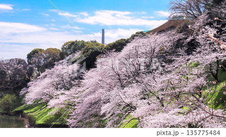 満開の桜 135775484
