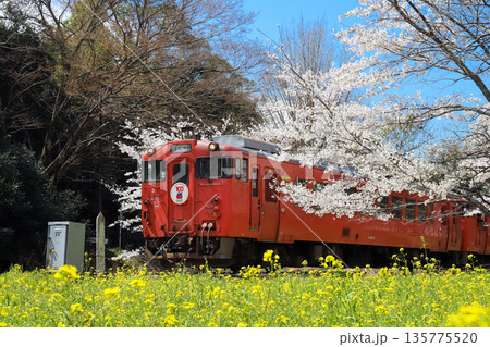 満開の桜と菜の花畑を行く小湊鉄道 135775520