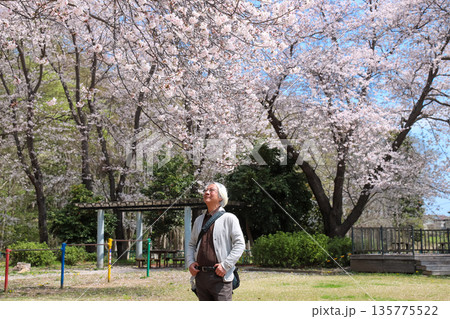 満開の桜を見上げるシニア_上半身 135775522