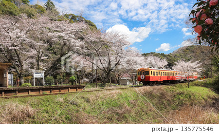 桜満開の上総大久保駅に到着する列車 135775546