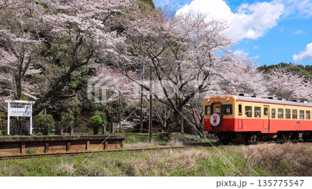 桜満開の小湊鉄道上総大久保駅に到着するキハ 桜満開の小湊鉄道上総大久保駅に到着するキハ 135775547