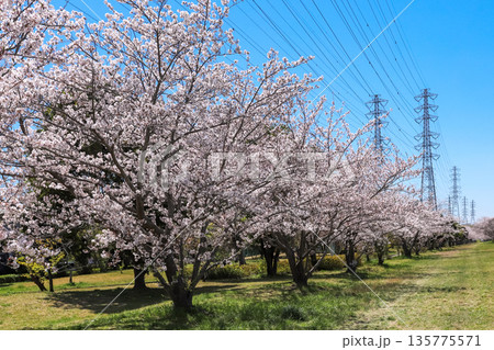 高圧線と桜並木 高圧線と桜並木 135775571