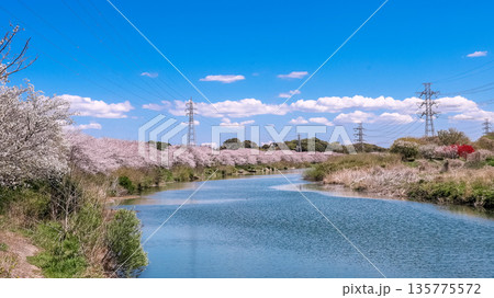 花見川沿いの満開の桜並木 花見川沿いの満開の桜並木 135775572