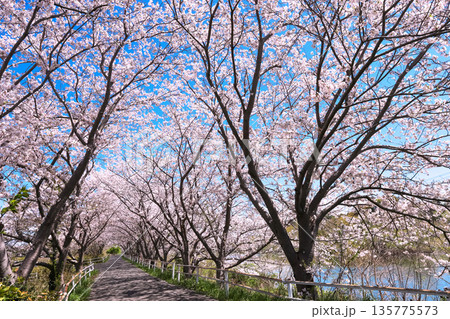 満開の桜と花見川サイクリングロード 135775573
