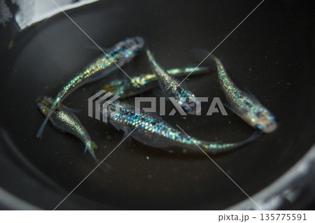 めだか　メダカ　ラメ 135775591