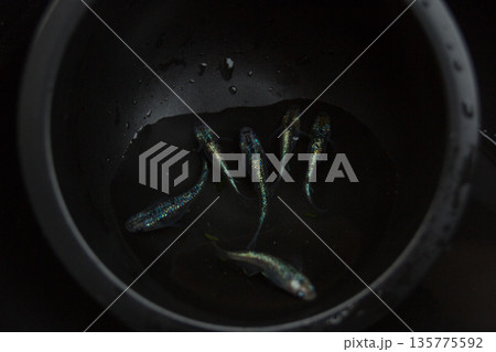 めだか　メダカ　ラメ 135775592