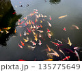 カラフルな鯉が泳ぐ、日本の池 135775649