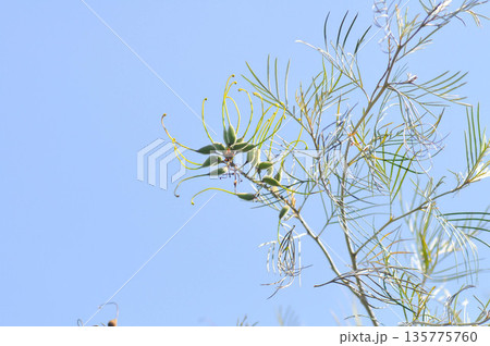 Grevillea robusta, Silky oak or Australian silver oak or Silk Oak or Silky Oak and sky Grevillea robusta, Silky oak or Australian silver oak or Silk Oak or Silky Oak and sky 135775760