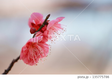 美しいピンクの梅の花 美しいピンクの梅の花 135775786
