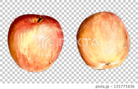 蘋果的水彩素描 135775836