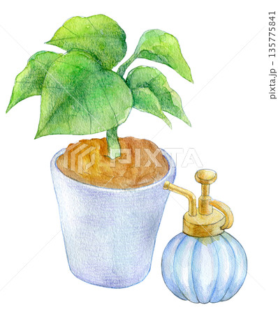 水彩イラスト　手描きイラスト　室内の観葉植物 135775841