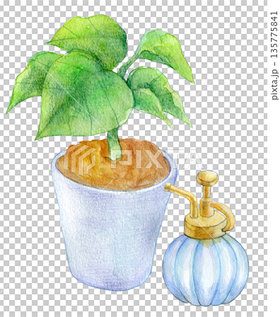 水彩イラスト　手描きイラスト　室内の観葉植物 135775841