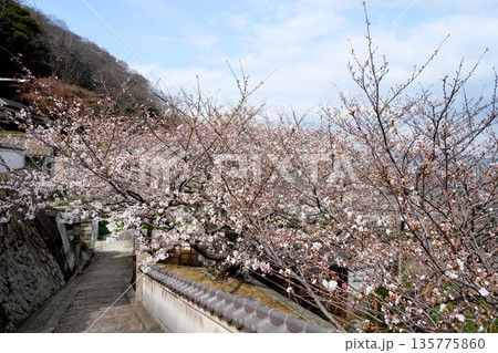 広島県福山市_医王寺7_2025年3月 広島県福山市_医王寺7_2025年3月 135775860