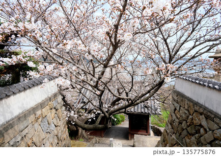 広島県福山市_医王寺山門8_2025年3月 135775876