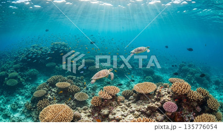 美しい海底の風景 135776054