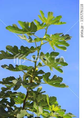 熟す前の無花果(イチジク)の実 熟す前の無花果(イチジク)の実 135776118