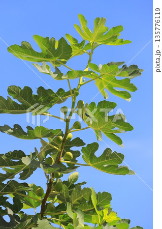 熟す前の無花果（イチジク）の実 135776119
