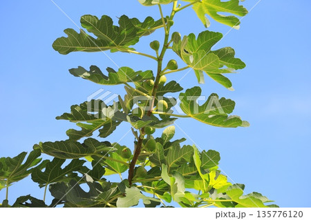 熟す前の無花果（イチジク）の実 135776120