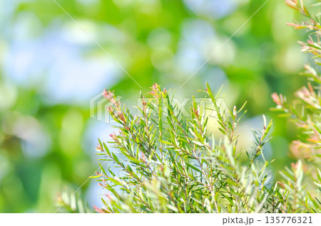 Juniperus sp , CUPRESSACEAE or bicolor plant 135776321