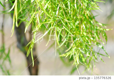 Salix babylonica var or pekinensis or Pendula or Weeping Willow or Salix babylonica L, SALICACEAE Salix babylonica var or pekinensis or Pendula or Weeping Willow or Salix babylonica L, SALICACEAE 135776326