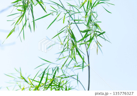 Salix babylonica var or pekinensis or Pendula or Weeping Willow or Salix babylonica L, SALICACEAE 135776327