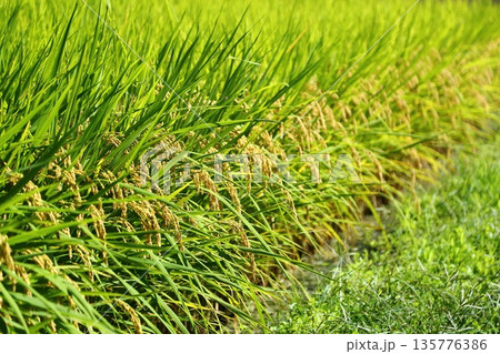 葛城古道の稲穂 葛城古道の稲穂 135776386