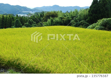 葛城古道の稲穂 135776387