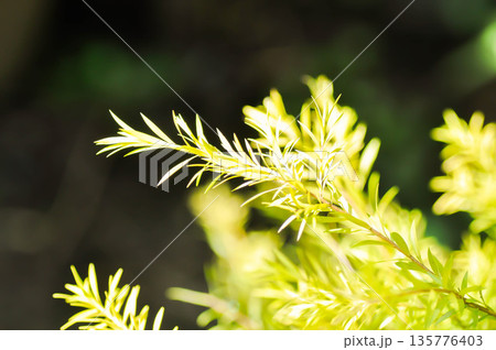 Golden willow, Melaleuca bracteata F Muell Revolution Gold or MYRTACEAE 135776403