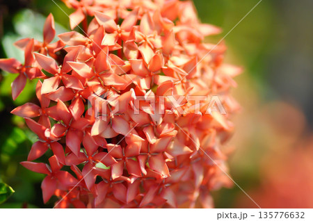 Ixora chinensis Lamk, Ixora spp or Zephyranthes or West Indian Jasmine or red Ixora 135776632