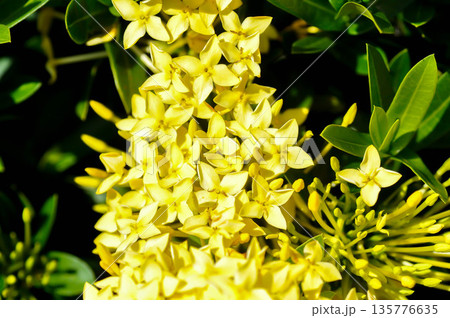 Ixora chinensis Lamk, Ixora spp or Zephyranthes or West Indian Jasmine or yellow ixora 135776635